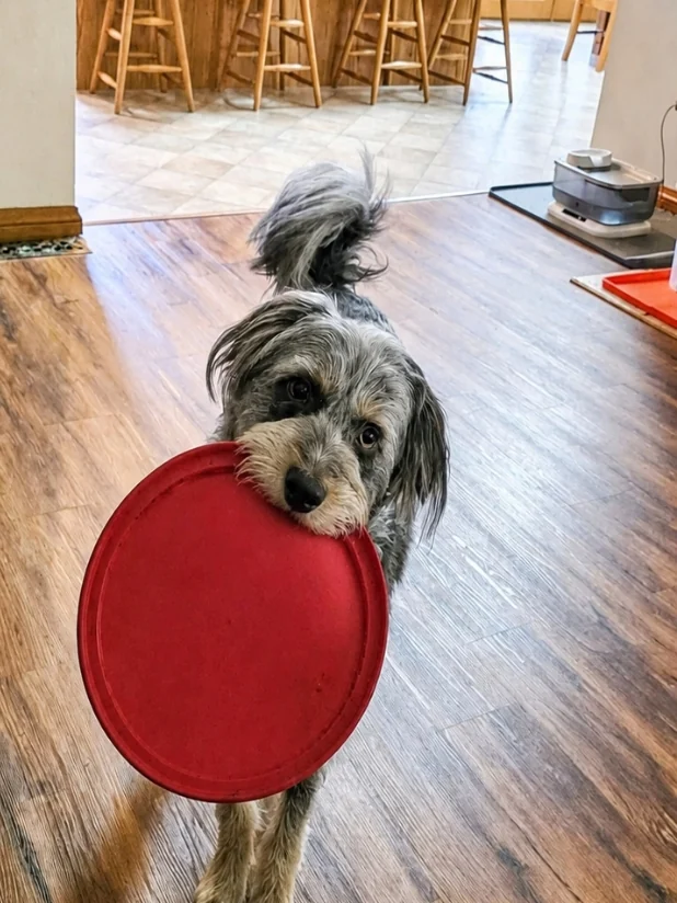 Ollie at home with his red frisbee, mid-negotiation
